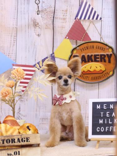 20240903クッキーくん